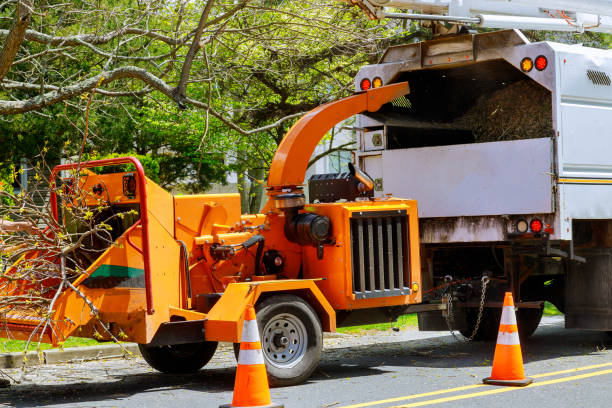 How Our Tree Care Process Works  in Catawba, SC